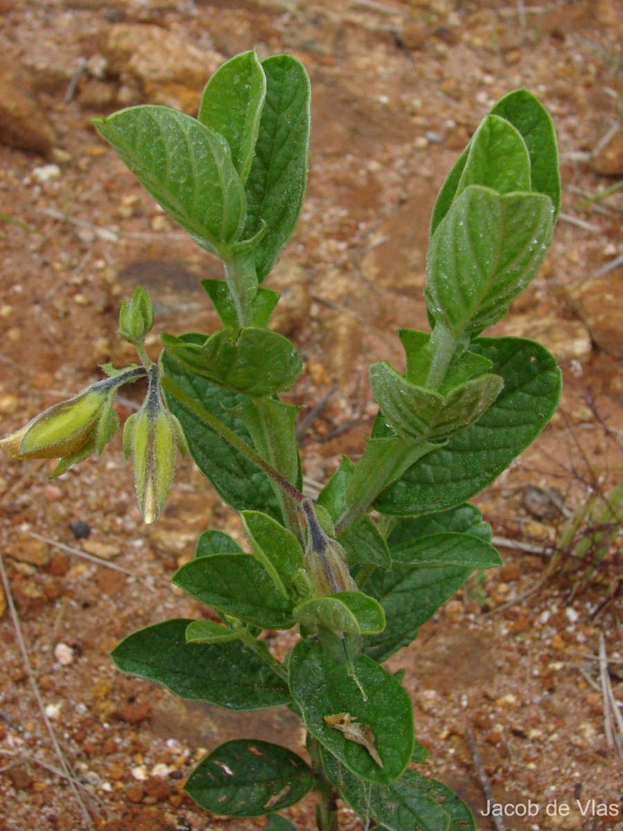 Crotalaria scabrella Wight & Arn.